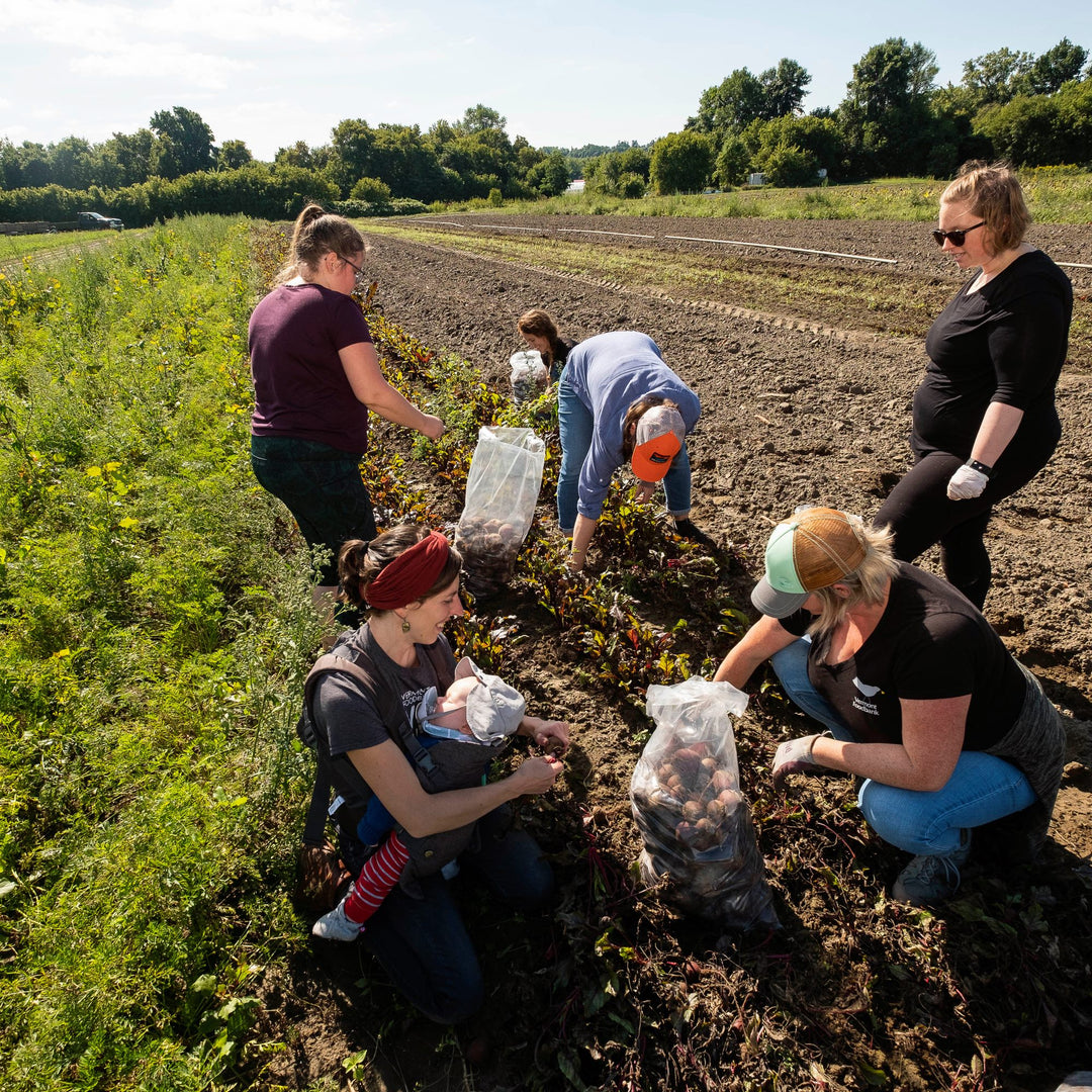 Vermont Foodbank people picking vegetables in a field